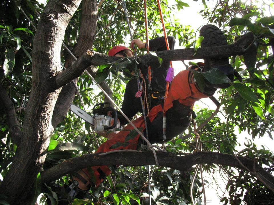 שי לעץ- המומלצים של אבן גיר